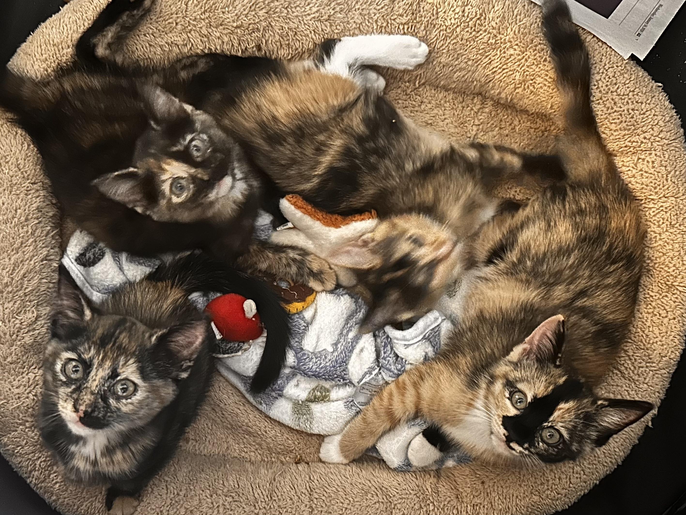 Club, a Adoptable Domestic Short Hair in Collierville, TN image 2/2