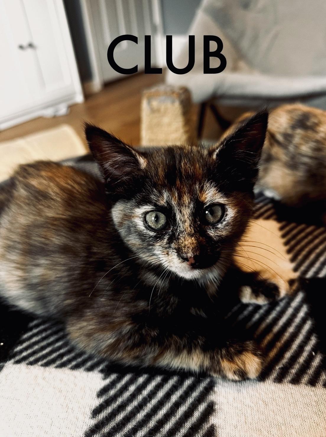 Club, a Adoptable Domestic Short Hair in Collierville, TN image 1/2