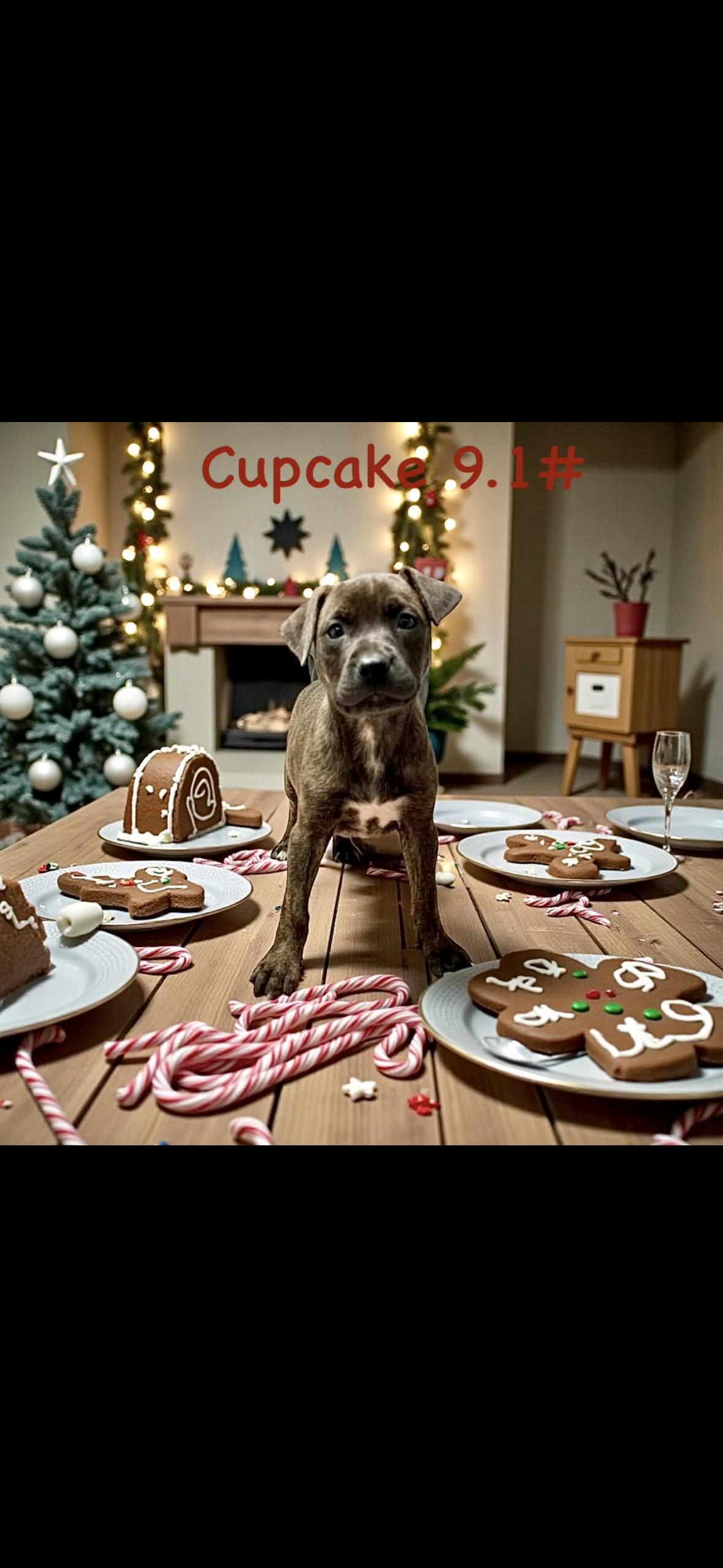 Cupcake, Adoptable, Puppy Female Labrador Retriever.