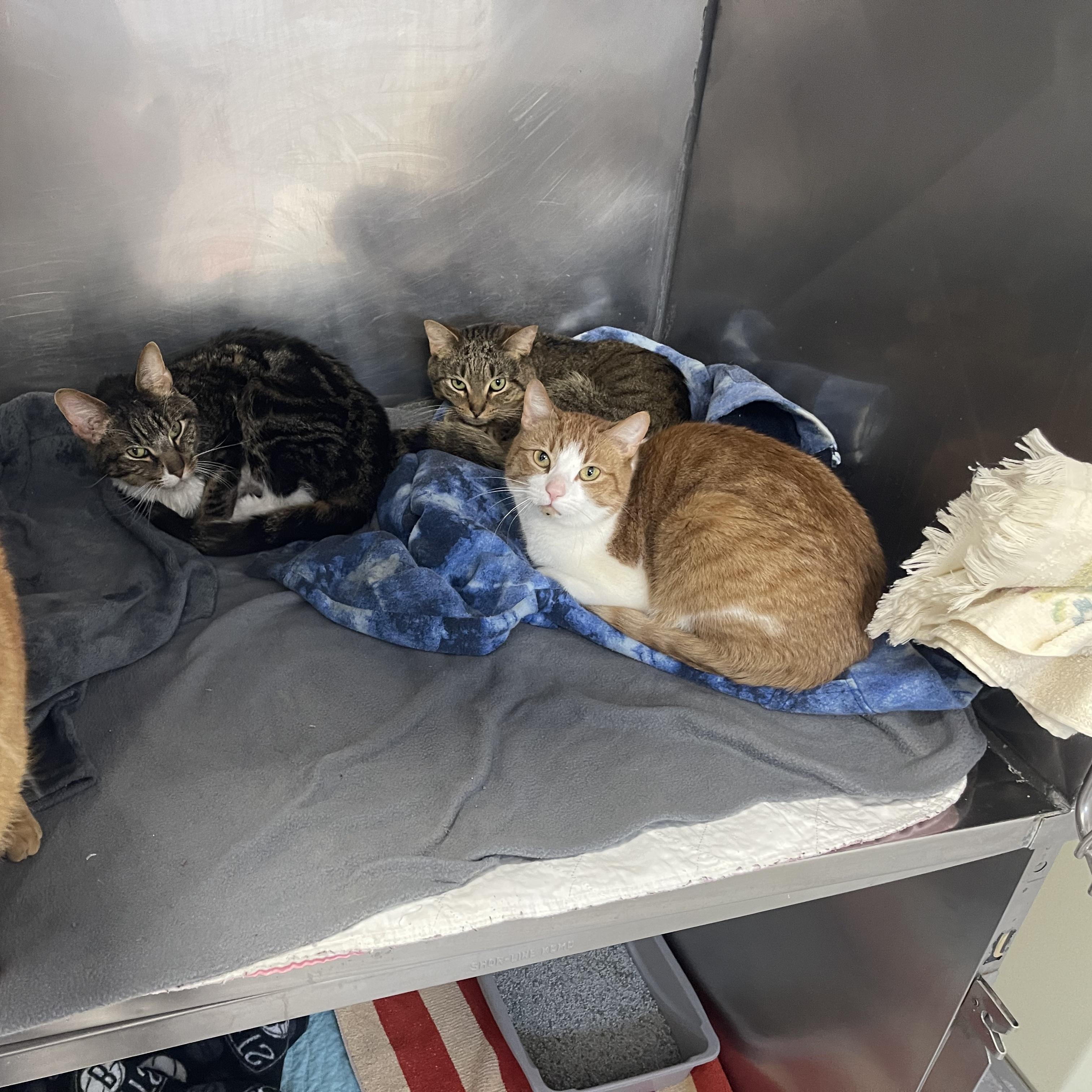 Enlarge Tiny, a Adoptable Domestic Short Hair in Rock Hill, NY image 2/2