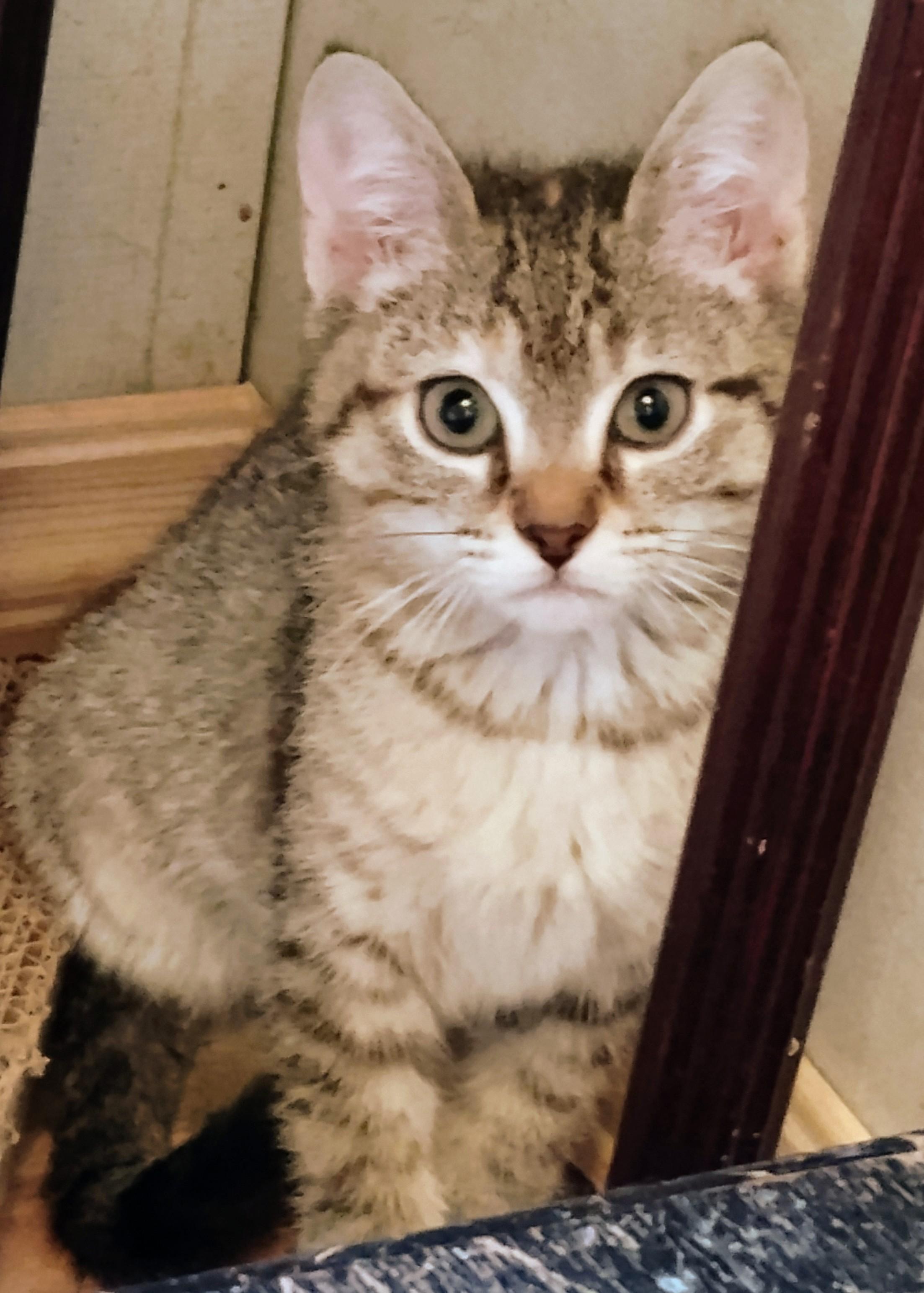 Monica, ADOPTABLE, Young Female Domestic Short Hair.