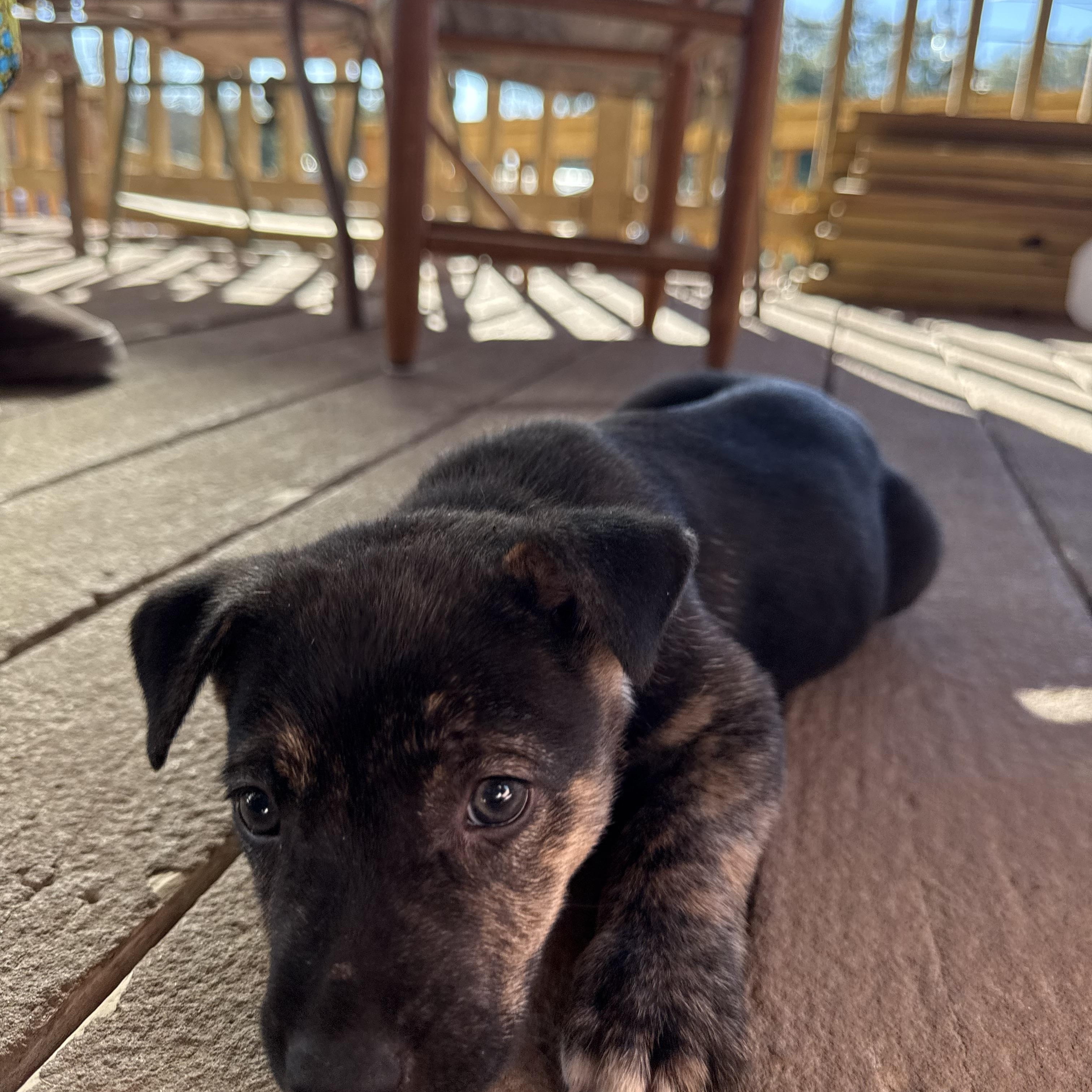 Enlarge Atlas, a Adoptable mixed breed in San Antonio, TX image 4/6