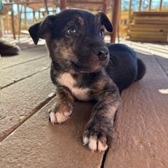 Enlarge Atlas, a Adoptable mixed breed in San Antonio, TX image 2/6