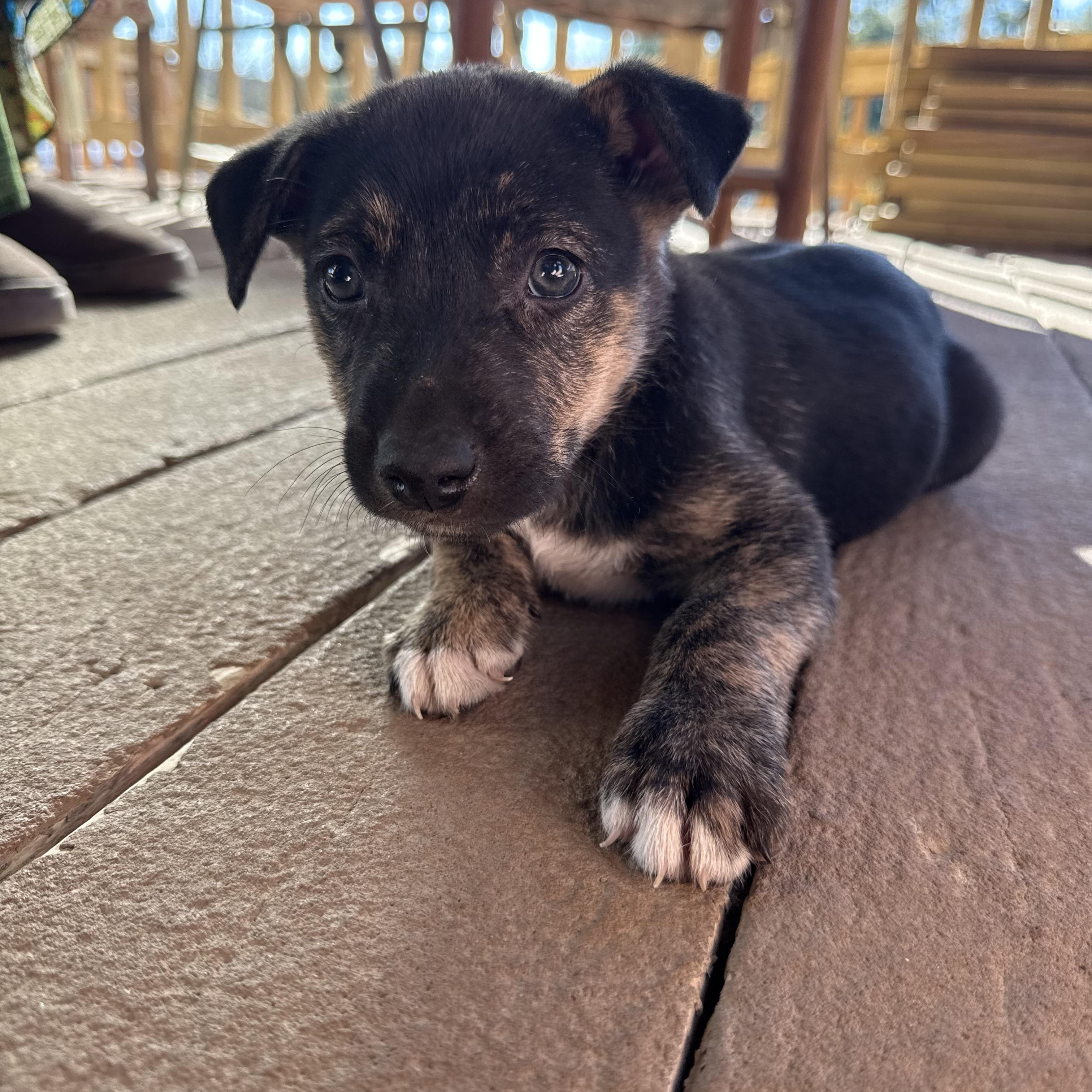 Enlarge Atlas, a Adoptable mixed breed in San Antonio, TX image 6/6