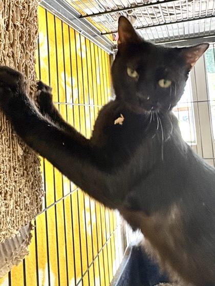 Henna IN FOSTER, Adoptable, Kitten Female Domestic Short Hair & Domestic Short Hair.