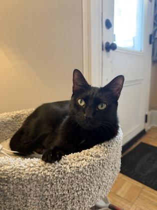 Enlarge Henna IN FOSTER, a Adoptable mixed breed in New Orleans, LA image 2/3