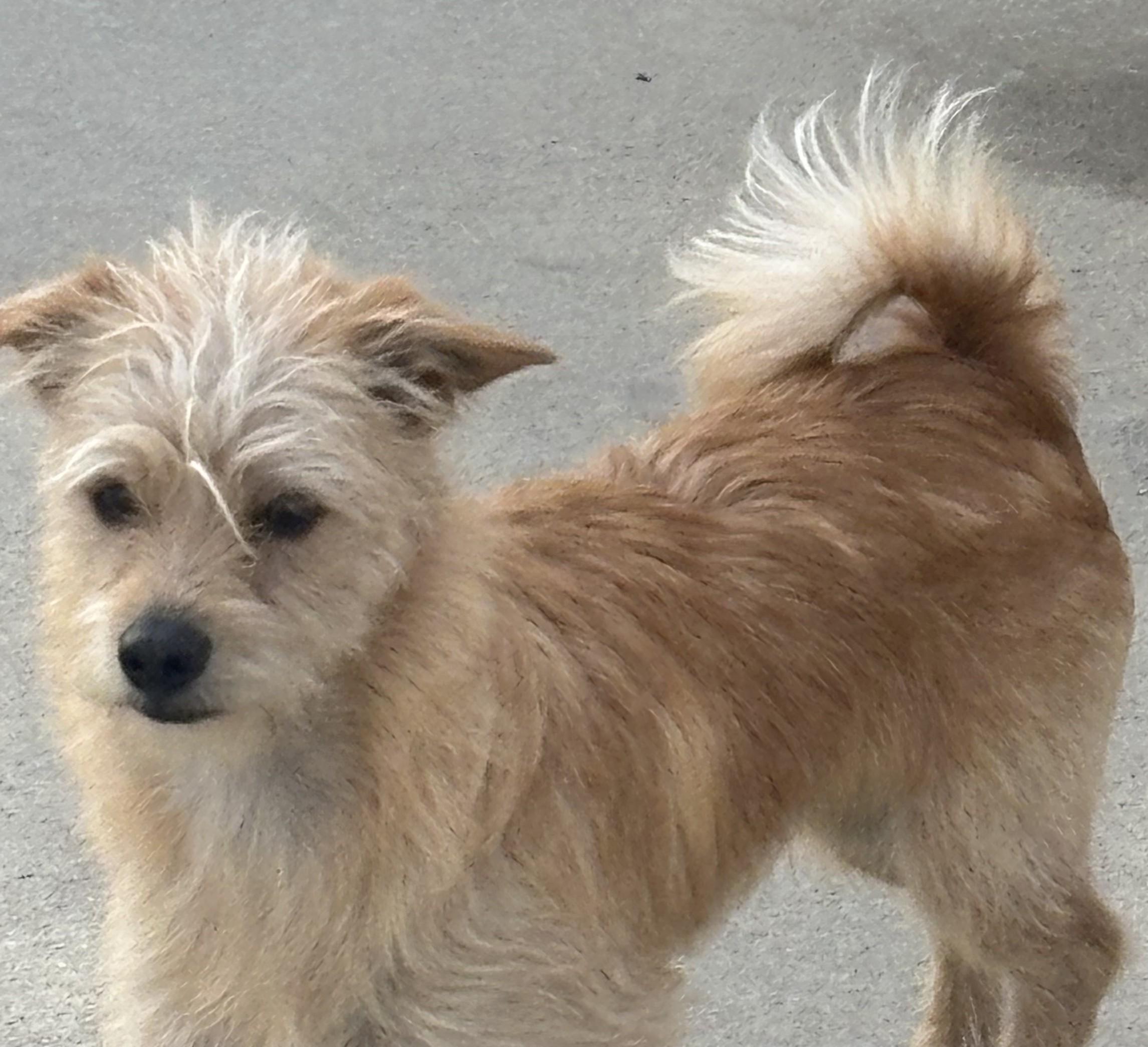 Zippy, Adopted, Young Male Wirehaired Terrier.