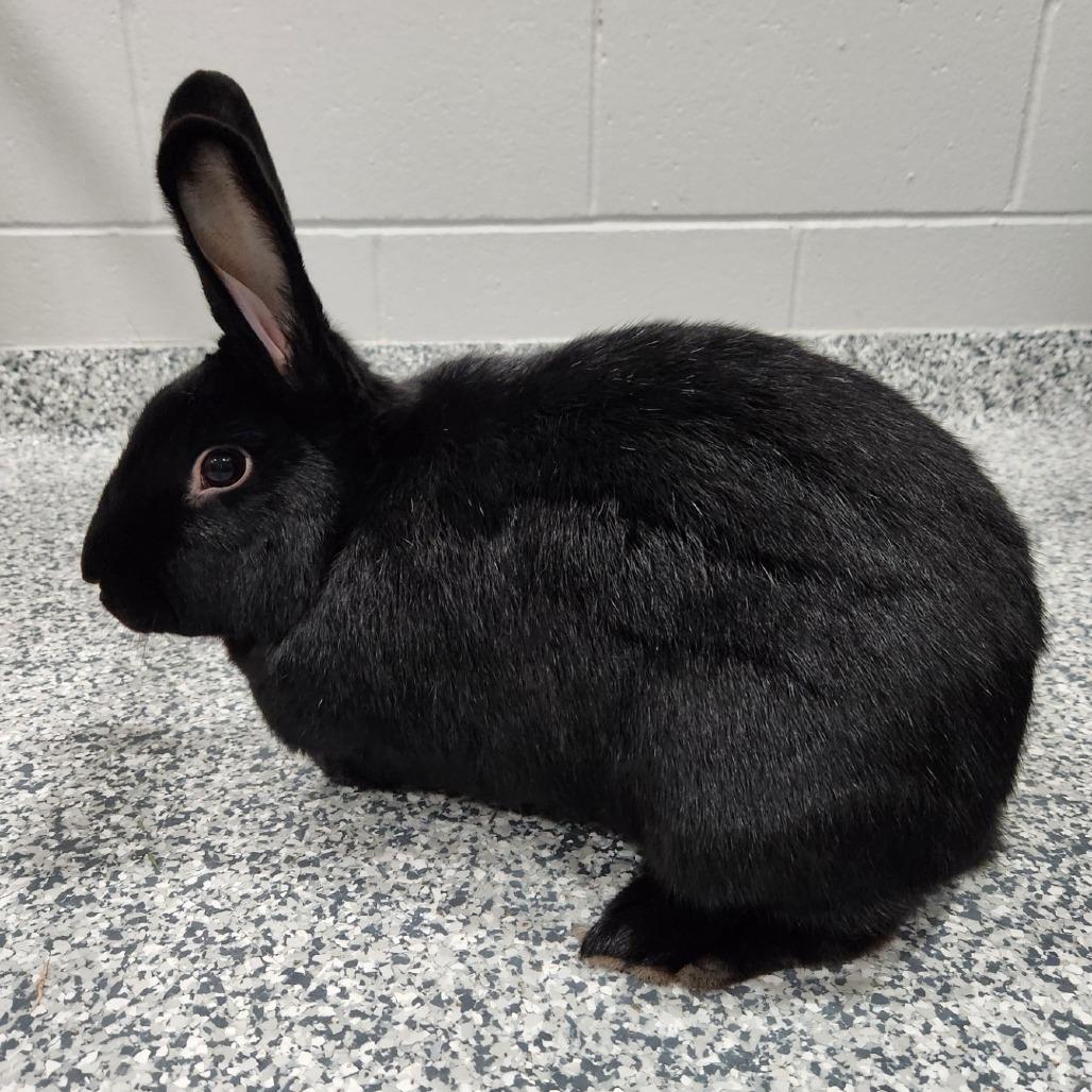 Enlarge Little Bear, a Adoptable New Zealand in Brookfield, WI image 1/4