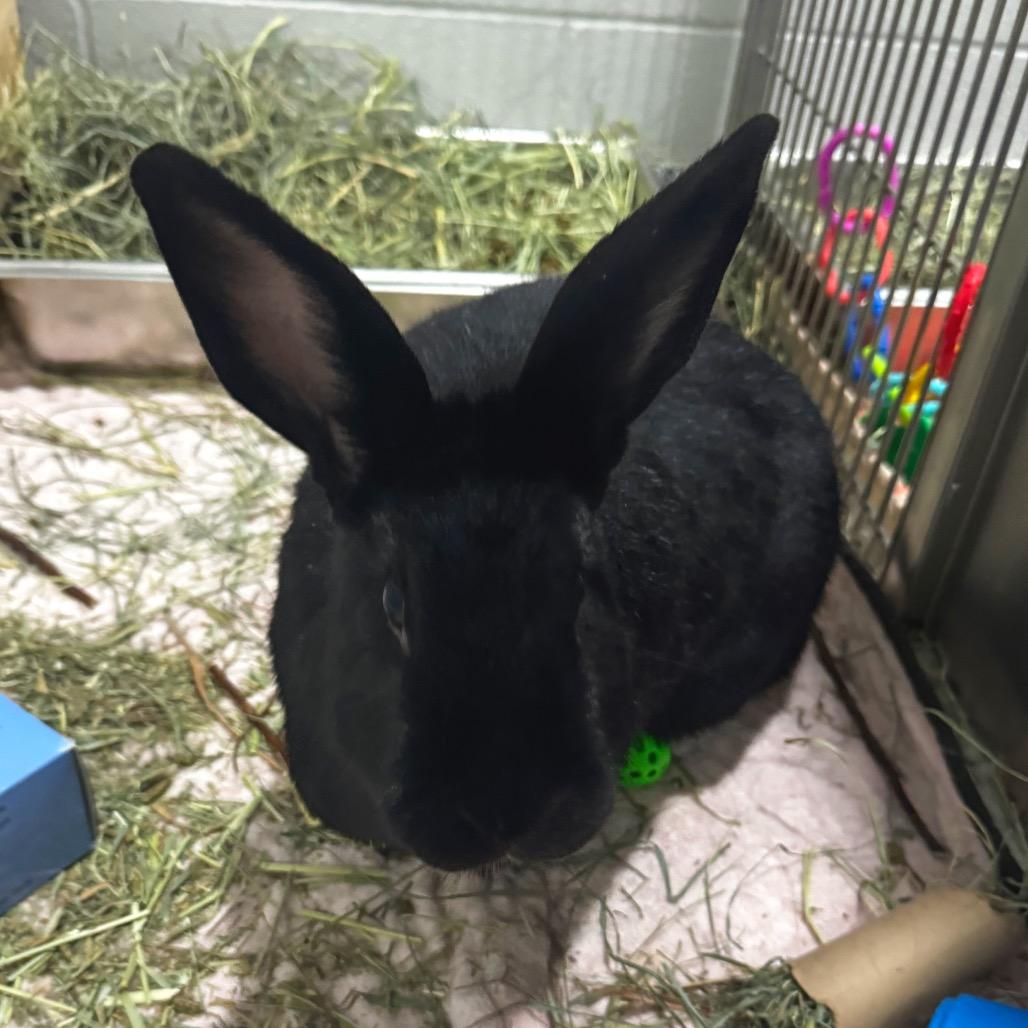 Little Bear, a Adoptable New Zealand in Brookfield, WI image 1/2