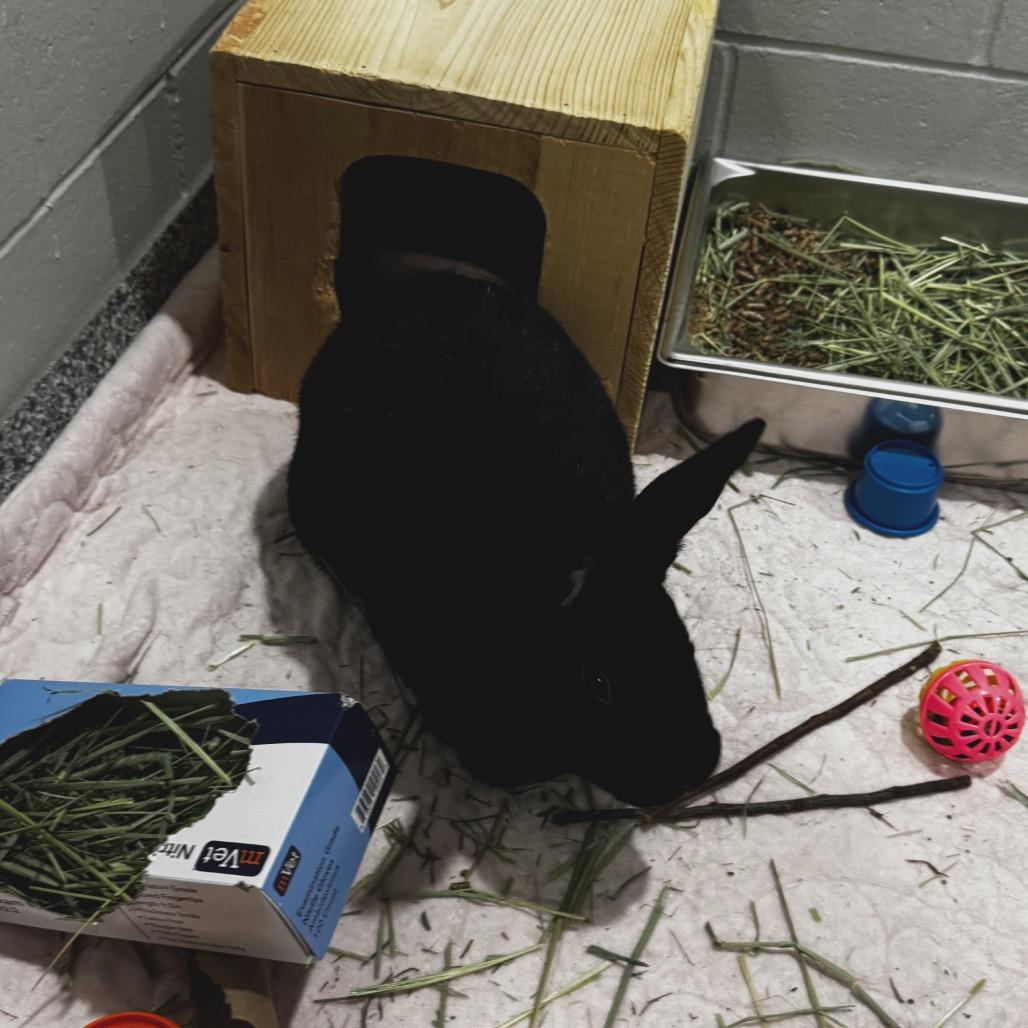 Little Bear, a Adoptable New Zealand in Brookfield, WI image 2/2