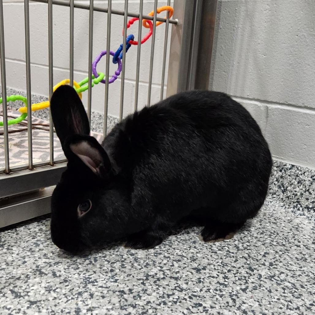 Enlarge Little Bear, a Adoptable New Zealand in Brookfield, WI image 3/4