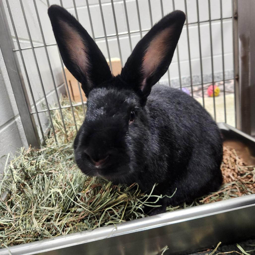 Enlarge Little Bear, a Adoptable New Zealand in Brookfield, WI image 4/4