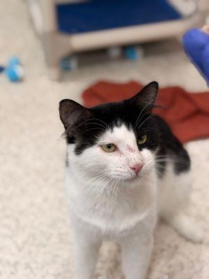 Enlarge Turin, a Adoptable Domestic Short Hair in New York, NY image 1/3