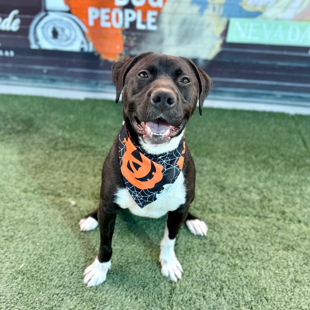 Enlarge Doodle, a Adopted Pit Bull Terrier in Las Vegas, NV image 1/2
