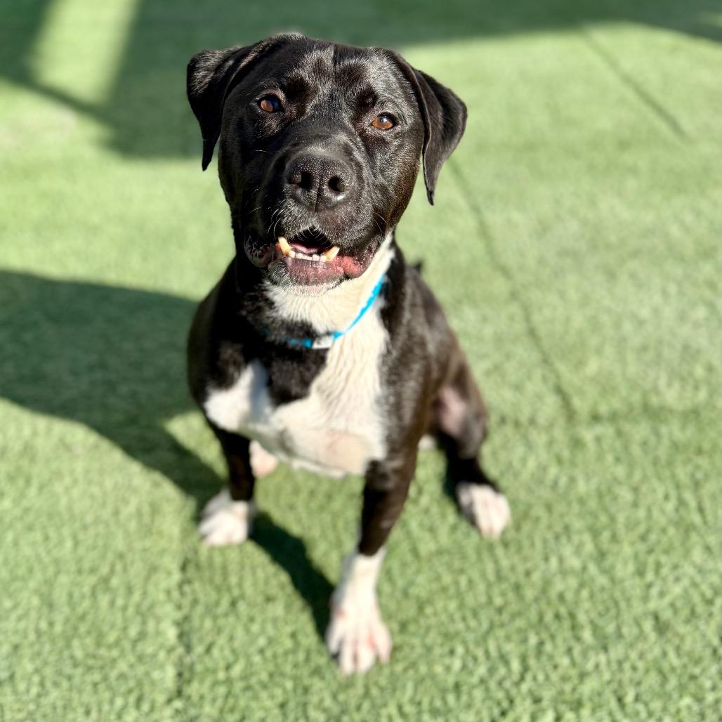 Enlarge Doodle, a Adopted Pit Bull Terrier in Las Vegas, NV image 2/2