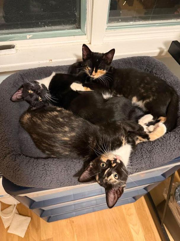 Holly, Ivy, Willow, Maggie and Socks, ADOPTABLE, Kitten Female Domestic Short Hair.
