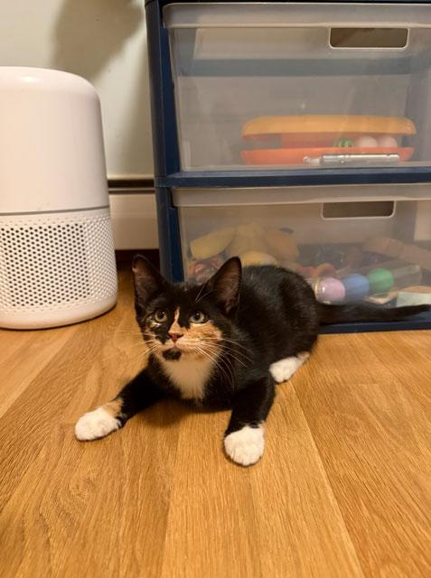 Enlarge Holly, Ivy, Willow, Maggie and Socks, a ADOPTABLE Domestic Short Hair in Melrose, MA image 5/5