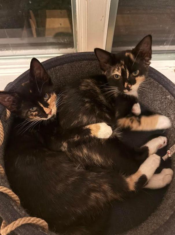Enlarge Holly, Ivy, Willow, Maggie and Socks, a ADOPTABLE Domestic Short Hair in Melrose, MA image 2/5