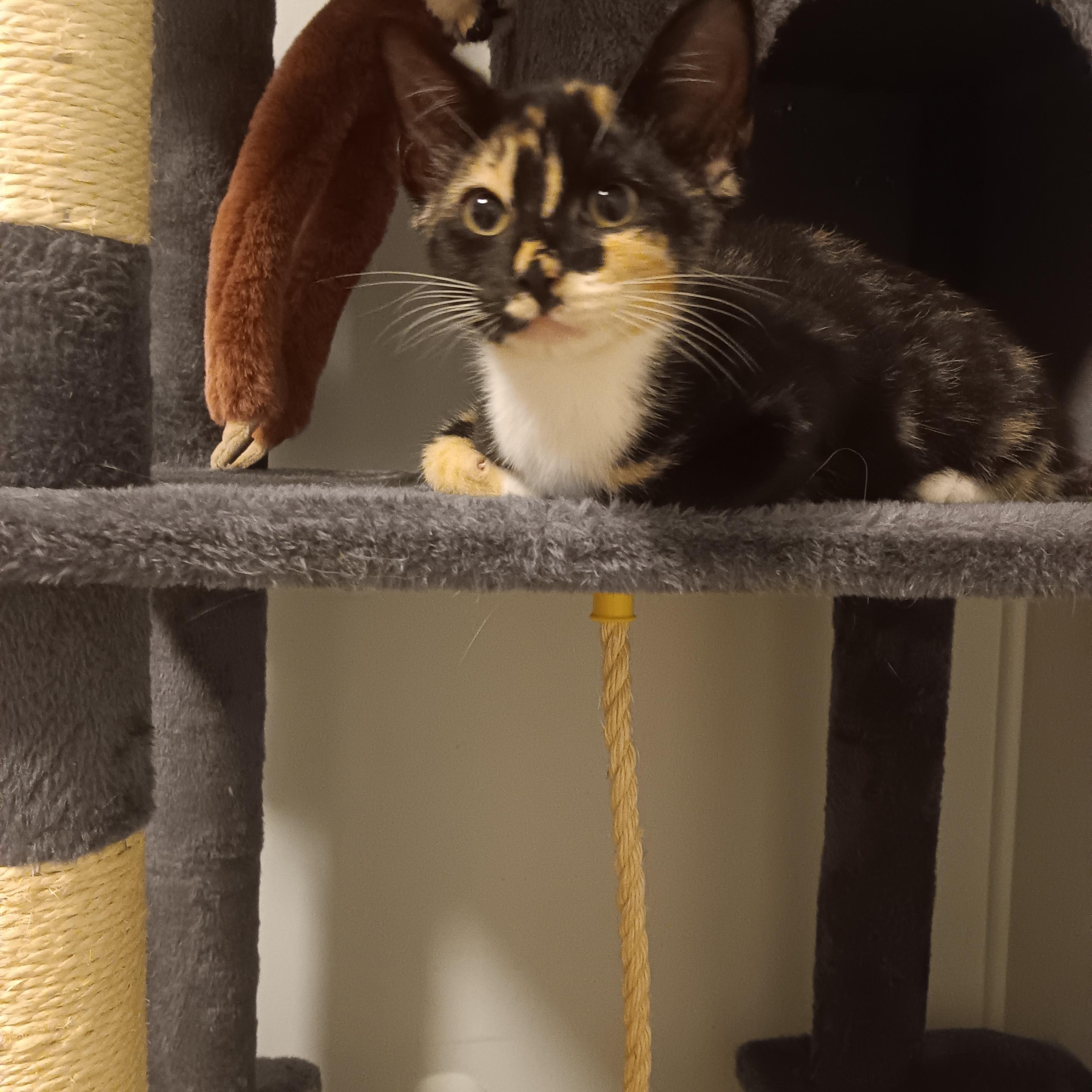 Enlarge Holly, Ivy, Willow, Maggie and Socks, a ADOPTABLE Domestic Short Hair in Melrose, MA image 4/5