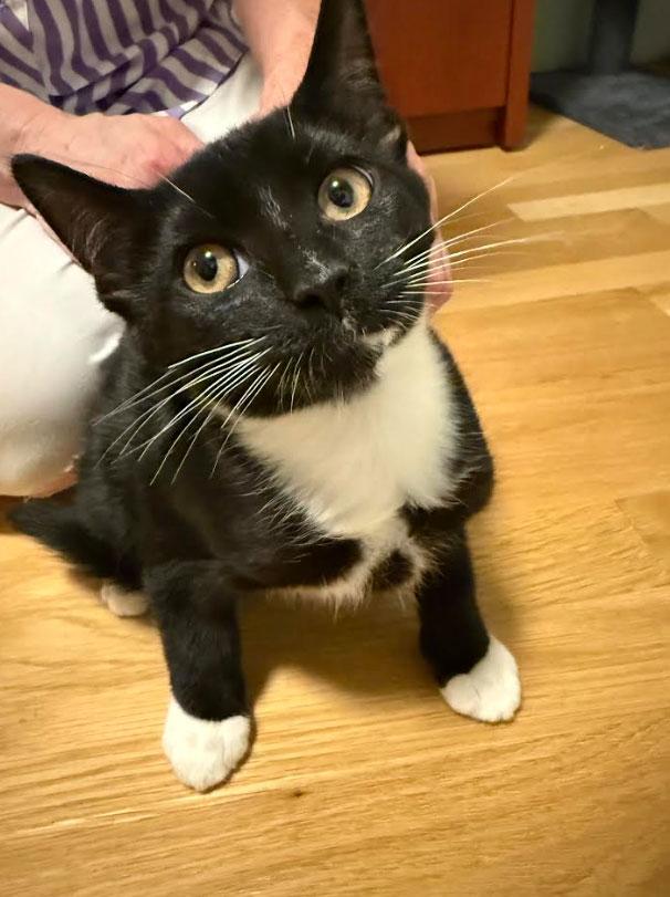 Enlarge Holly, Ivy, Willow, Maggie and Socks, a ADOPTABLE Domestic Short Hair in Melrose, MA image 3/5