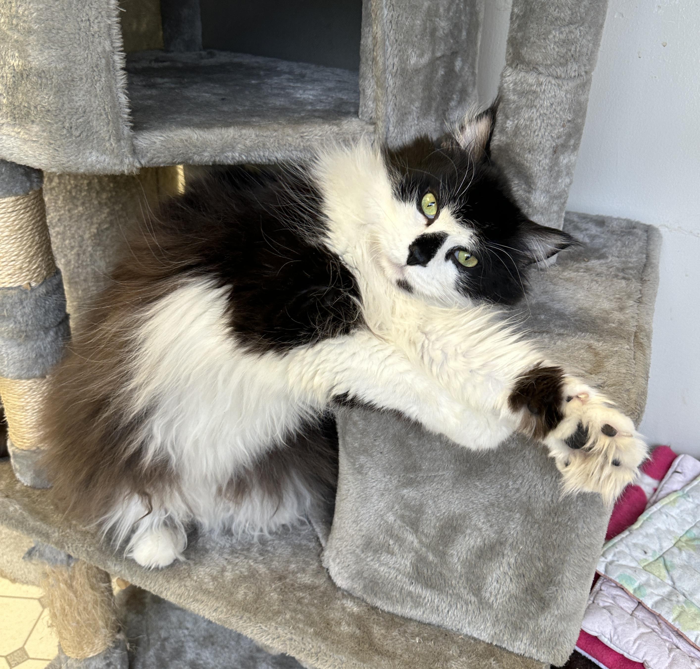 Oreo DS-Special Diet, Adult Male unknown