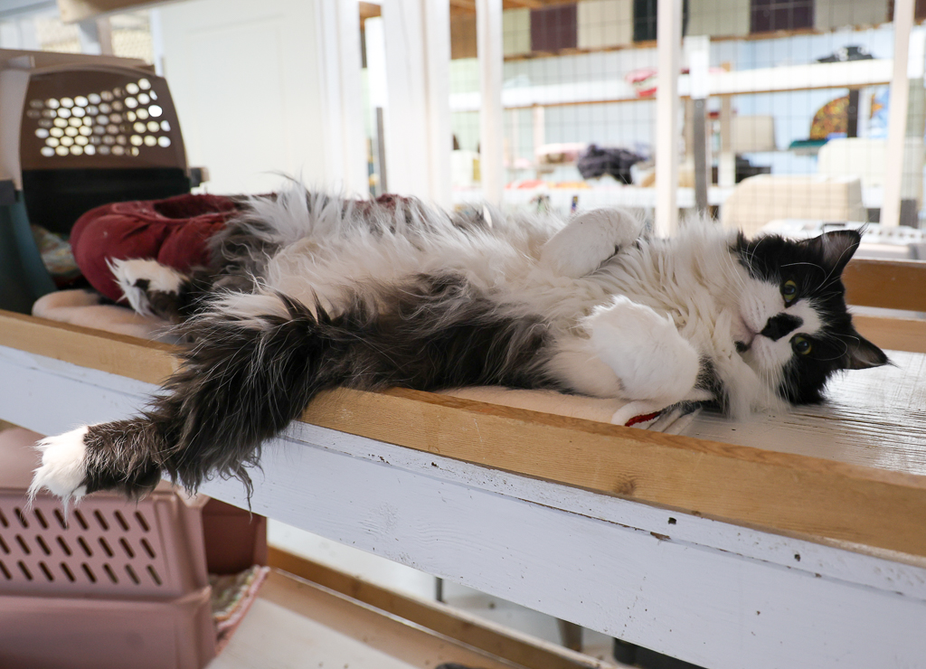 Oreo DS-Special Diet photo 3