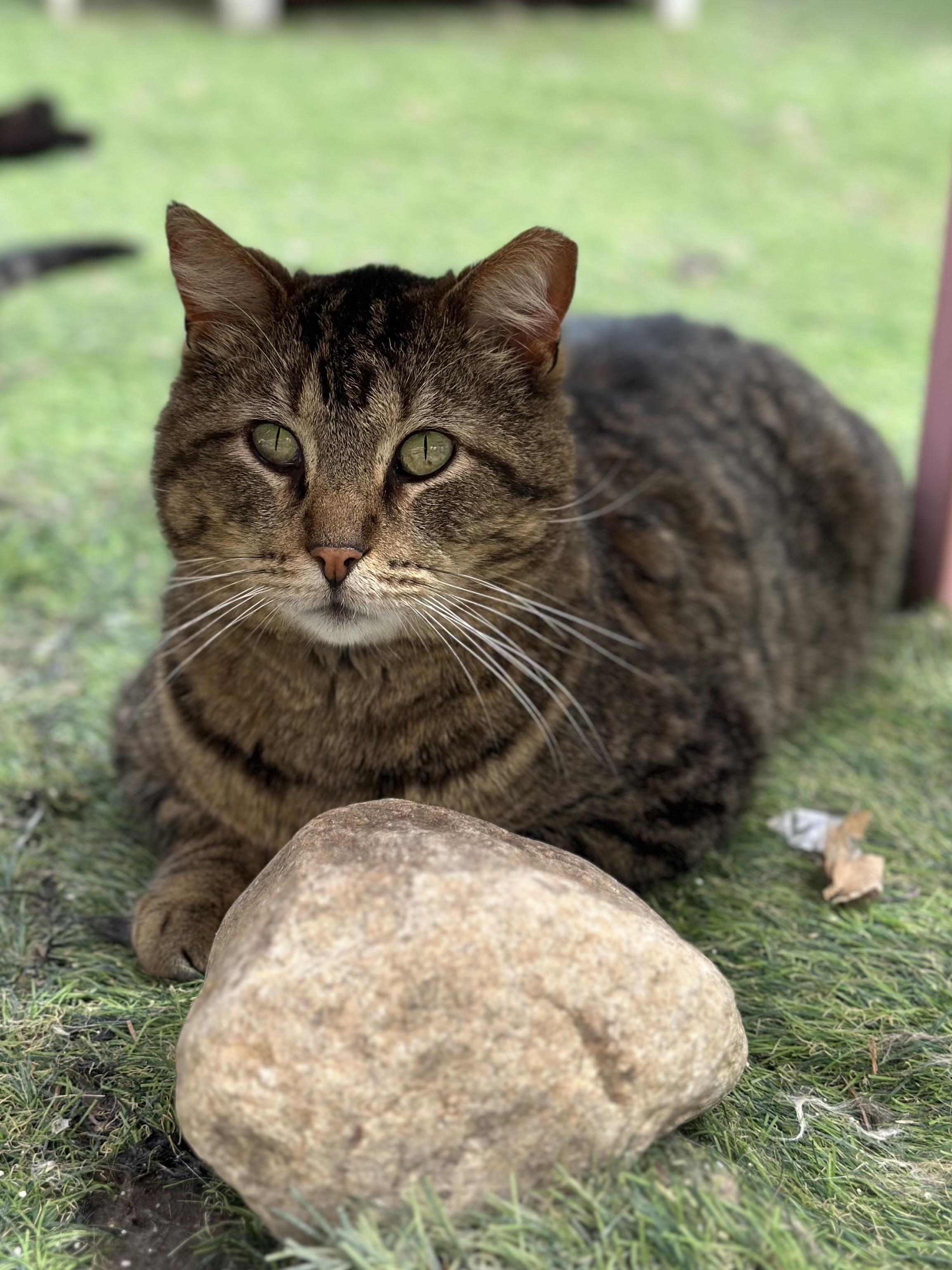 Isaiah, ADOPTABLE, Adult Male Domestic Short Hair.