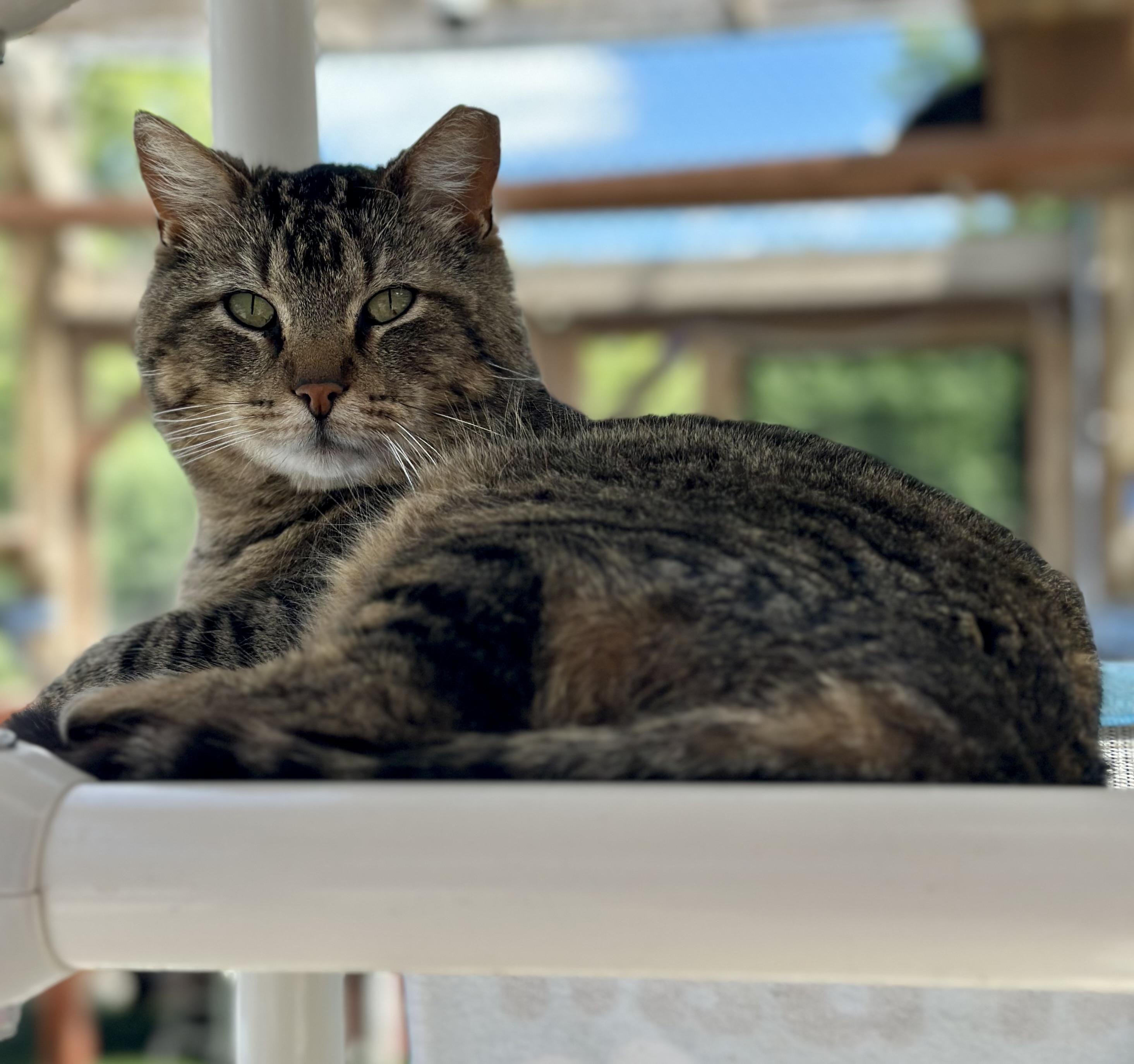 Enlarge Isaiah, a ADOPTABLE Domestic Short Hair in Faribault, MN image 5/5