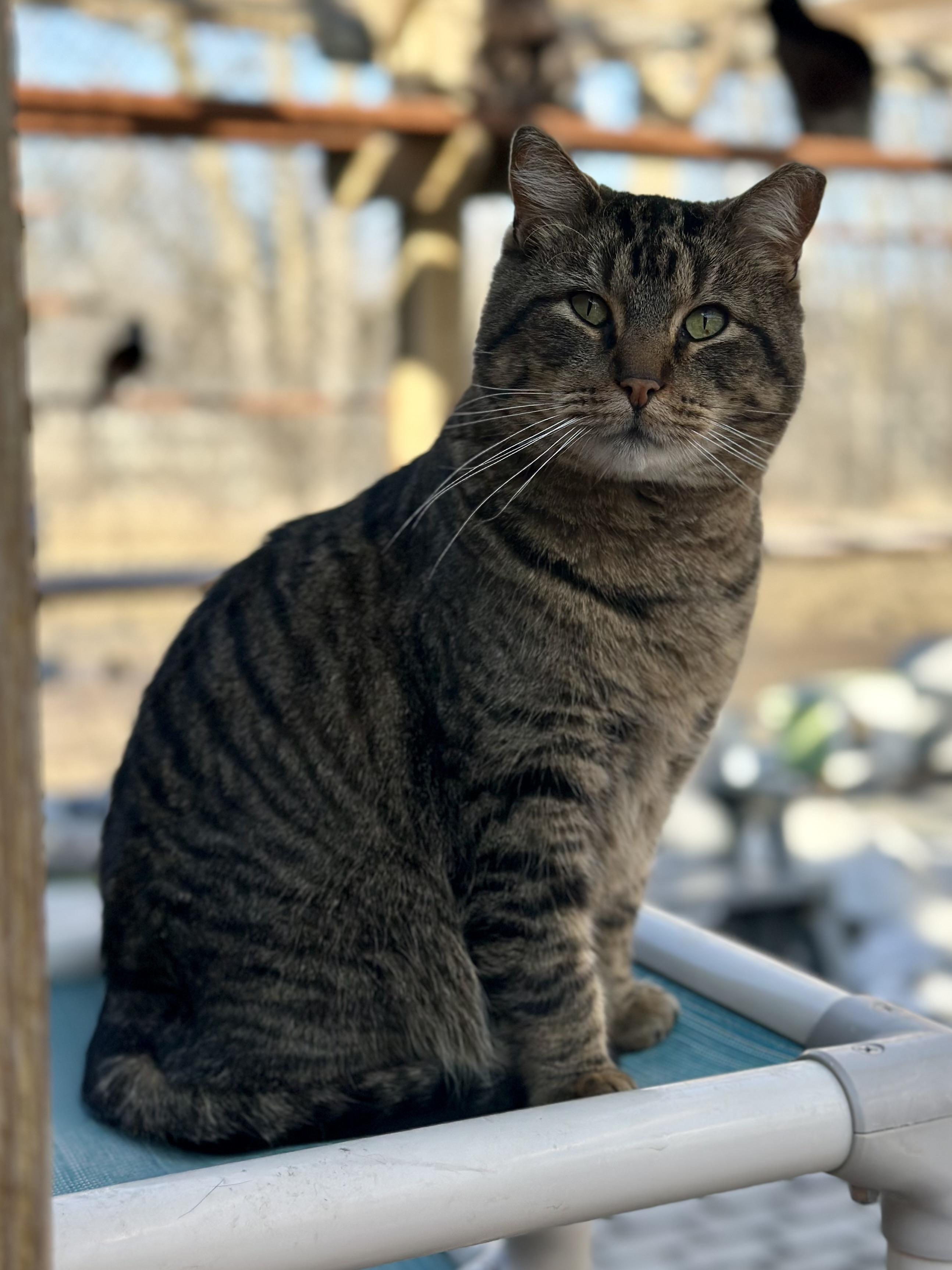 Enlarge Isaiah, a ADOPTABLE Domestic Short Hair in Faribault, MN image 2/5
