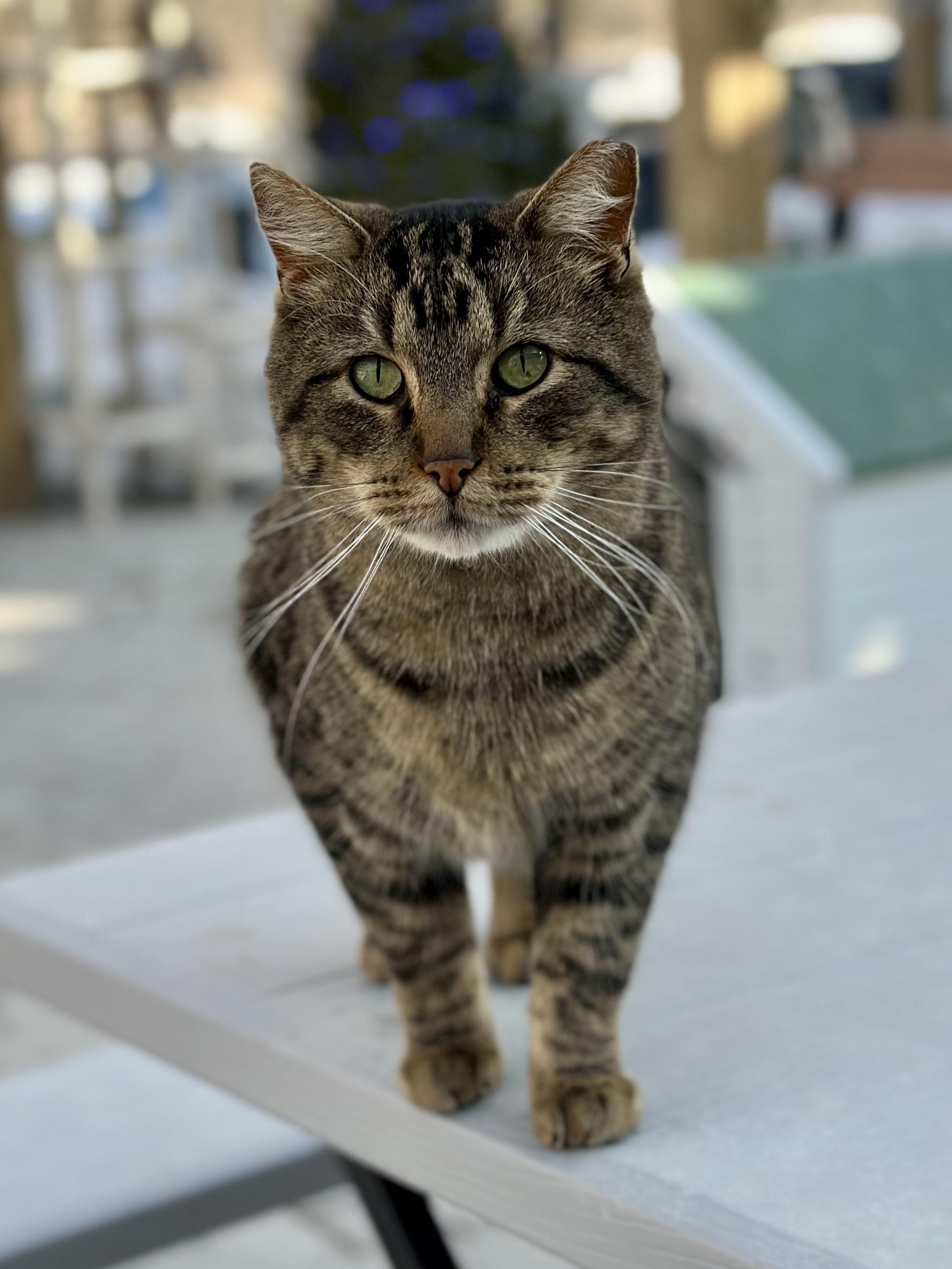 Enlarge Isaiah, a ADOPTABLE Domestic Short Hair in Faribault, MN image 3/5