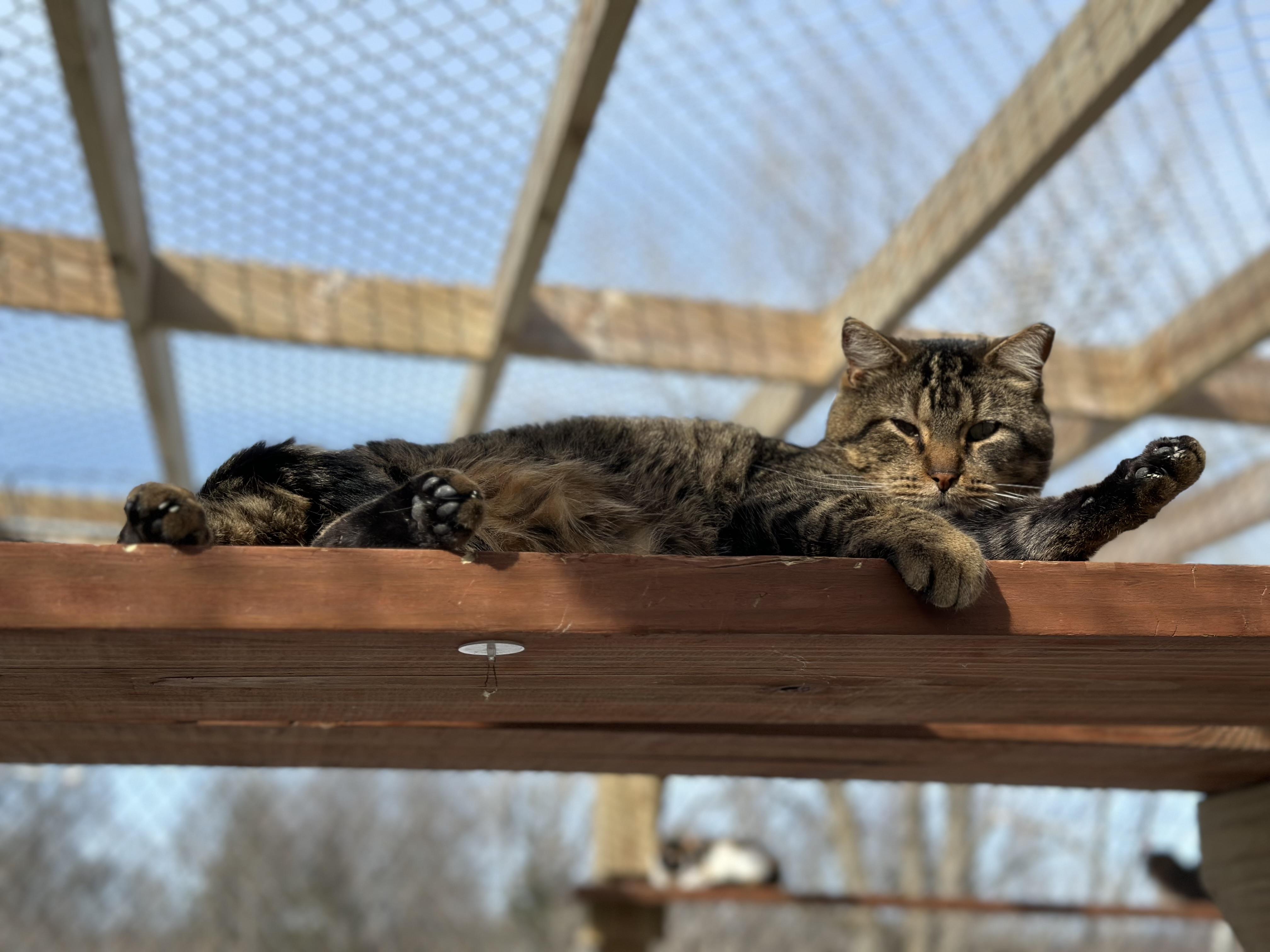 Enlarge Isaiah, a ADOPTABLE Domestic Short Hair in Faribault, MN image 4/5