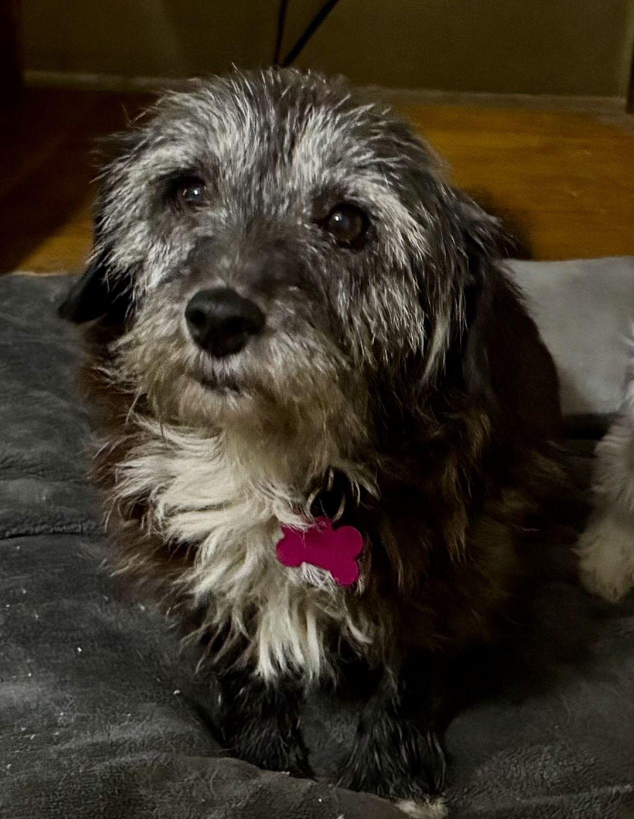SANDY, Senior Female Schnauzer