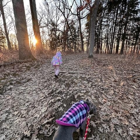 Enlarge Violet, a ADOPTABLE American Bully in Cary, IL image 4/6