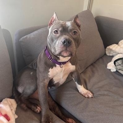 Violet, a ADOPTABLE American Bully in Cary, IL image 1/5