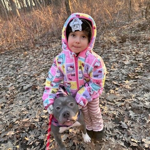 Enlarge Violet, a ADOPTABLE American Bully in Cary, IL image 5/6