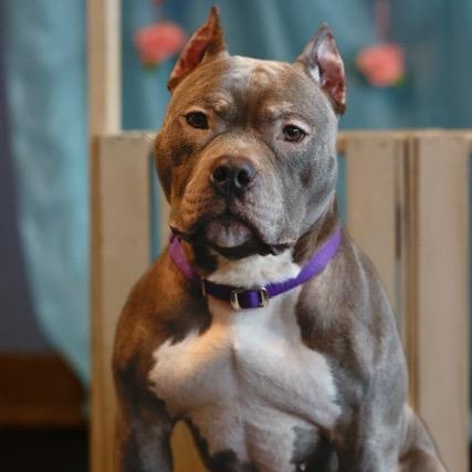 Violet, ADOPTABLE, Adult Female American Bully.