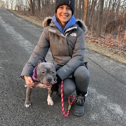 Enlarge Violet, a ADOPTABLE American Bully in Cary, IL image 6/6