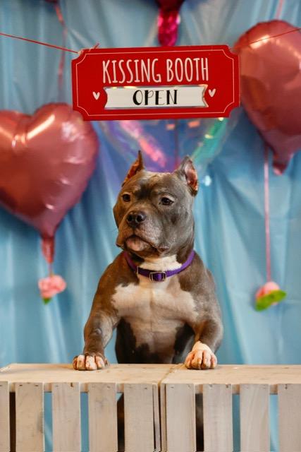 Violet, a ADOPTABLE American Bully in Cary, IL image 5/5