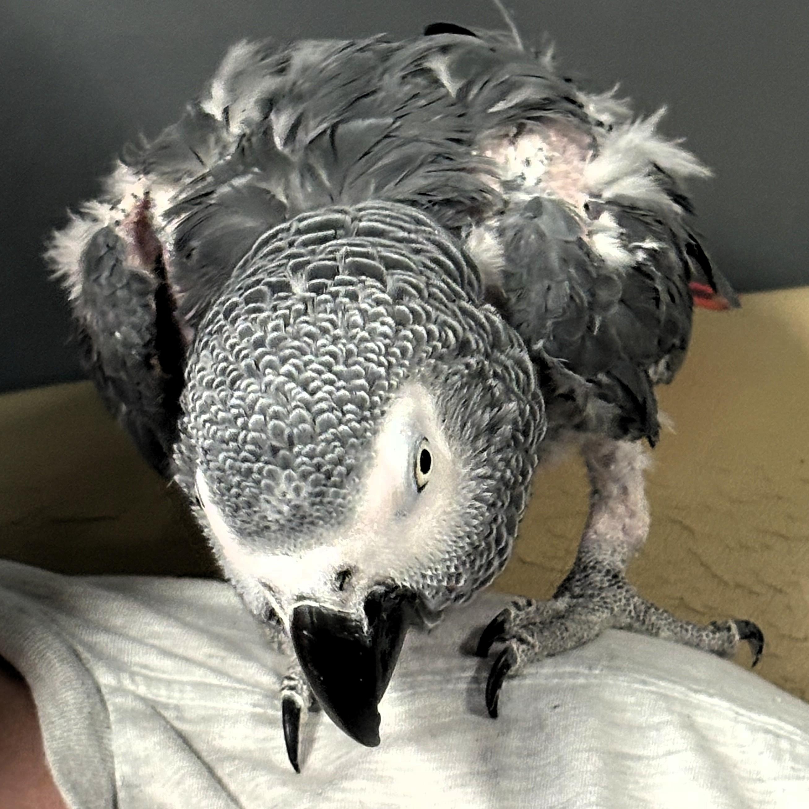Enlarge Murphy, a Adoptable African Grey in Lenexa, KS image 3/3