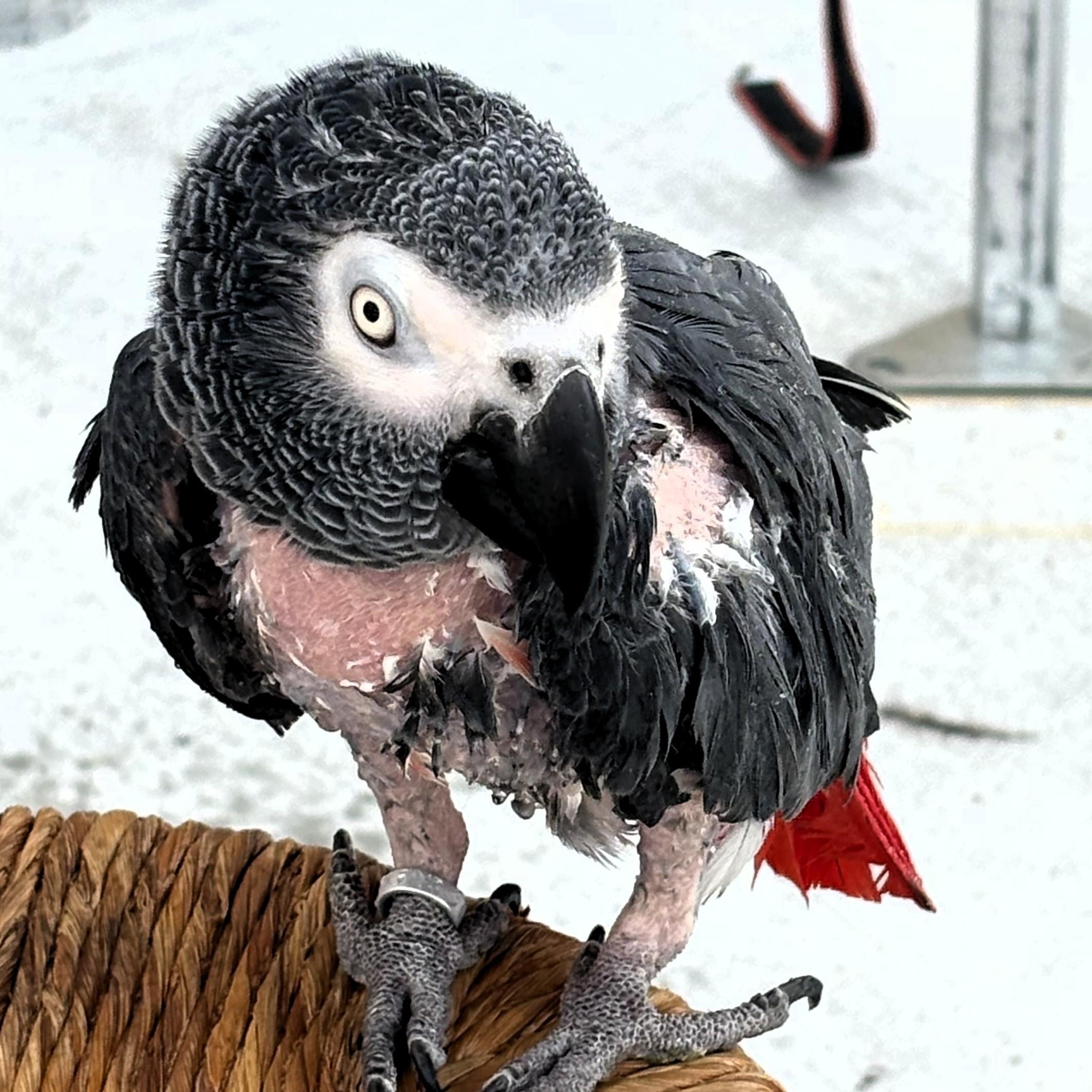 Enlarge Murphy, a Adoptable African Grey in Lenexa, KS image 1/3