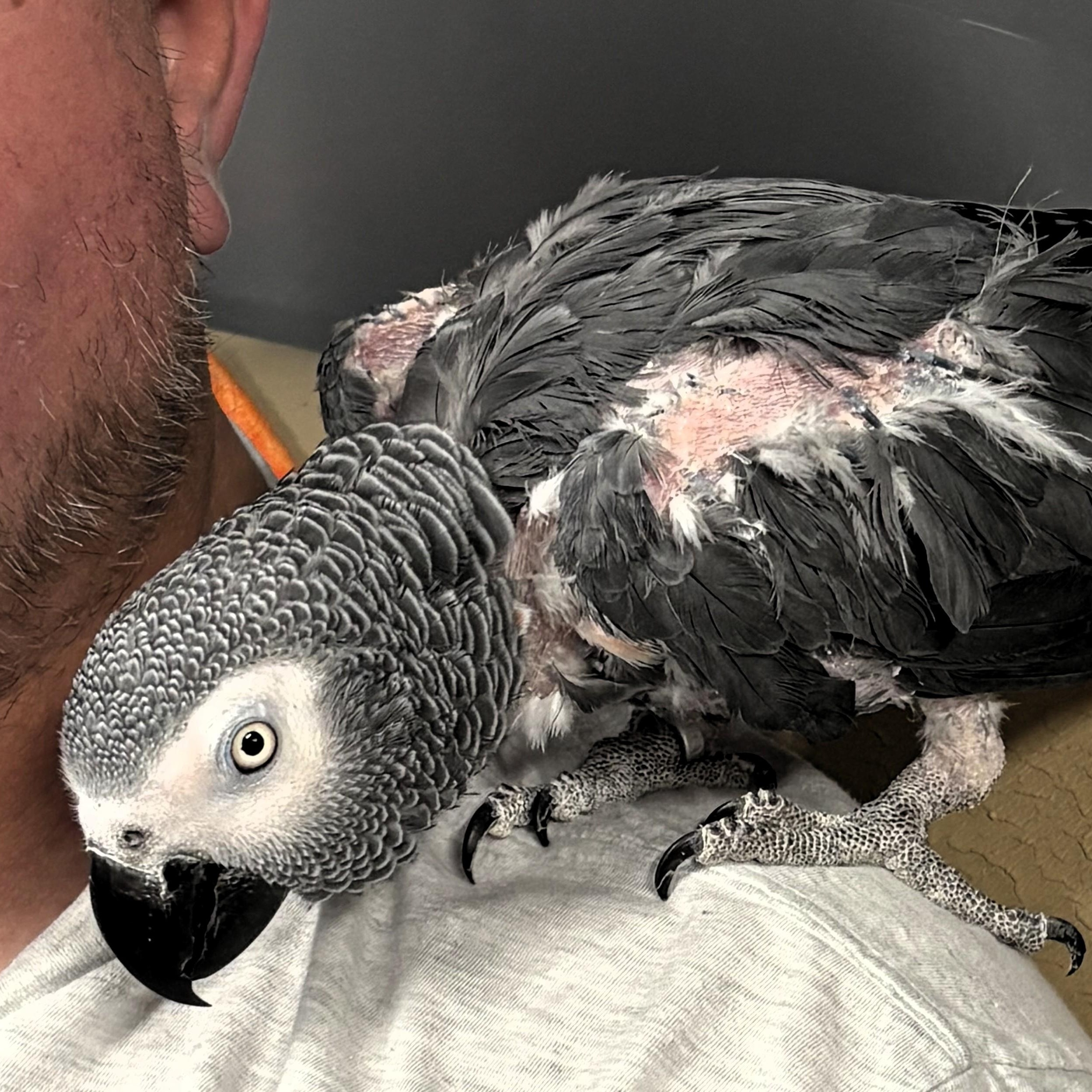 Enlarge Murphy, a Adoptable African Grey in Lenexa, KS image 2/3