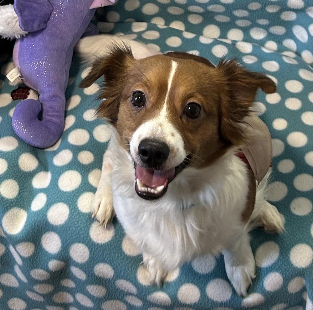 Enlarge Penn, a Adoptable mixed breed in Cedartown, GA image 1/1