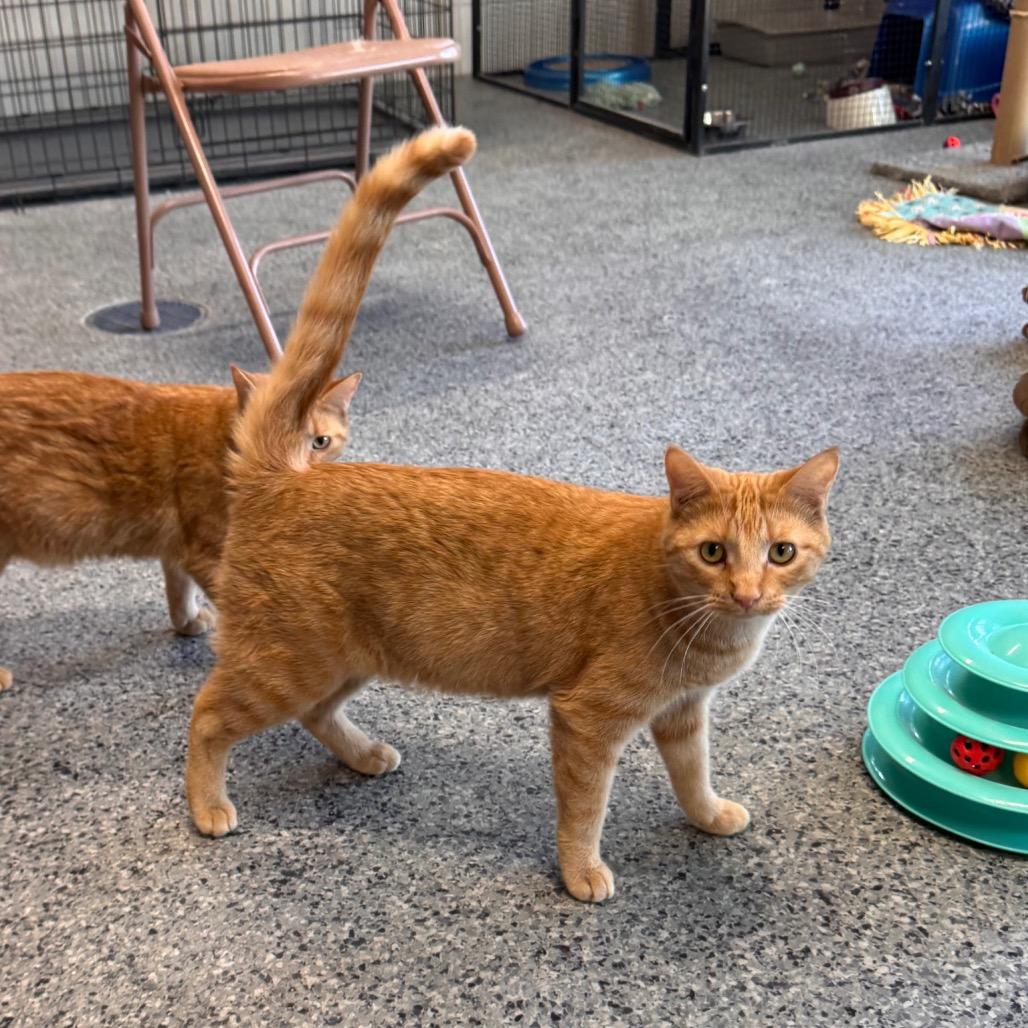 Taylor, a Adoptable Domestic Medium Hair in Mondovi, WI image 1/5