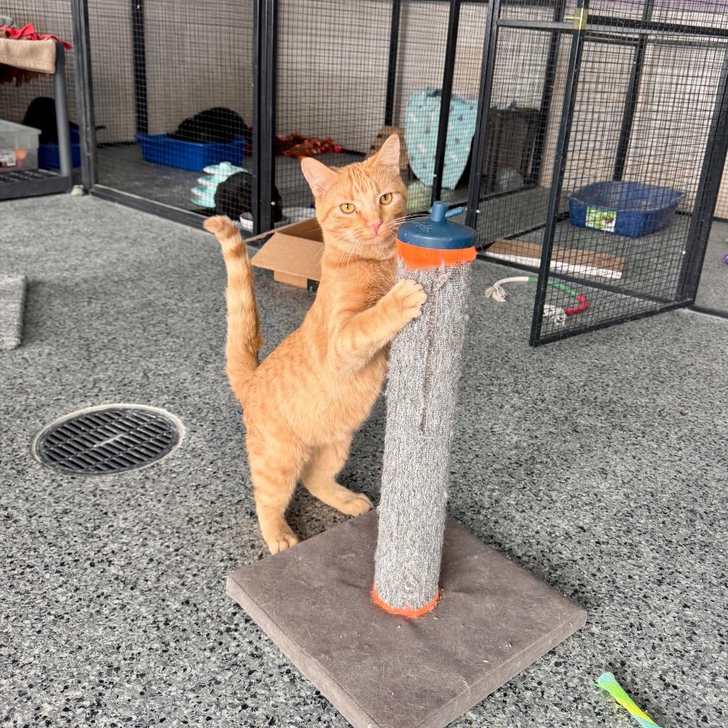 Taylor, a Adoptable Domestic Medium Hair in Mondovi, WI image 2/5