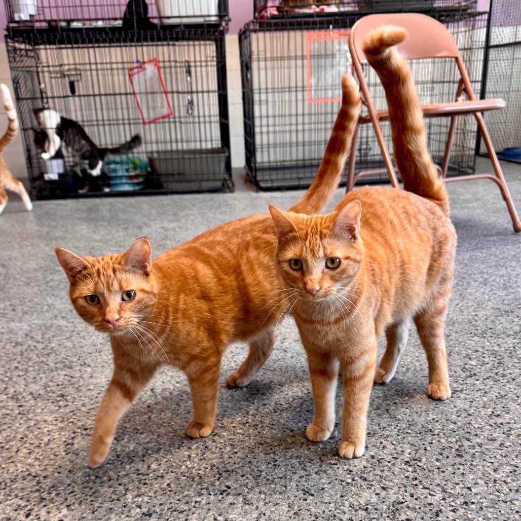 Taylor, a Adoptable Domestic Medium Hair in Mondovi, WI image 3/5