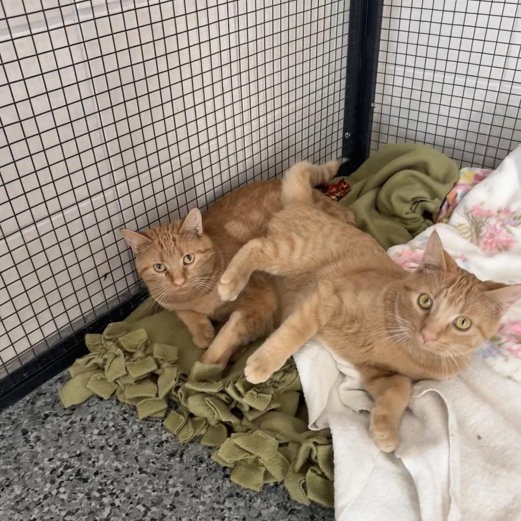 Taylor, a Adoptable Domestic Medium Hair in Mondovi, WI image 4/5