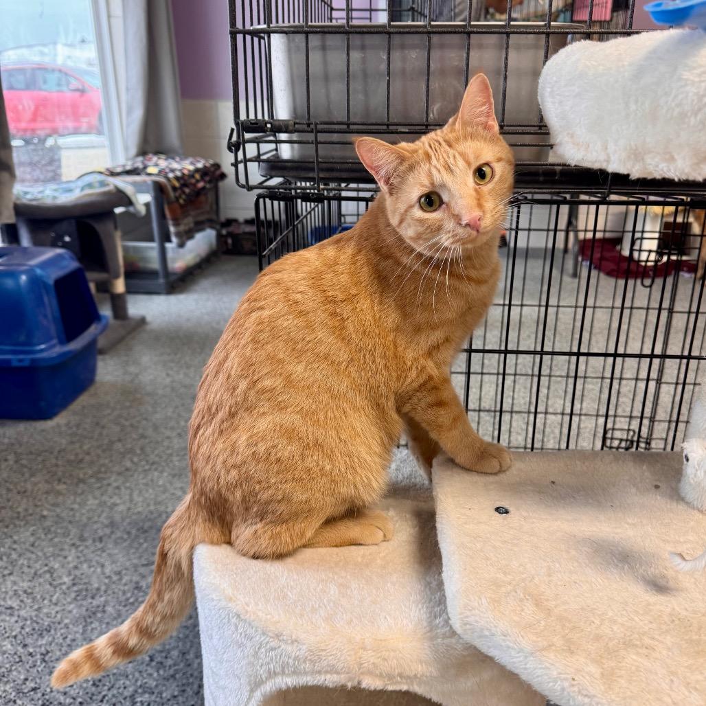 Taylor, a Adoptable Domestic Medium Hair in Mondovi, WI image 5/5