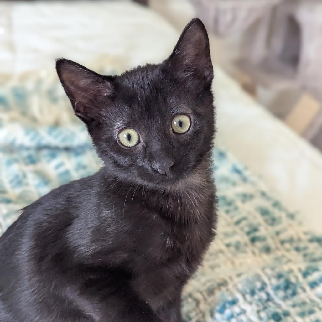 Dona, Adoptable, Kitten Female Domestic Short Hair.