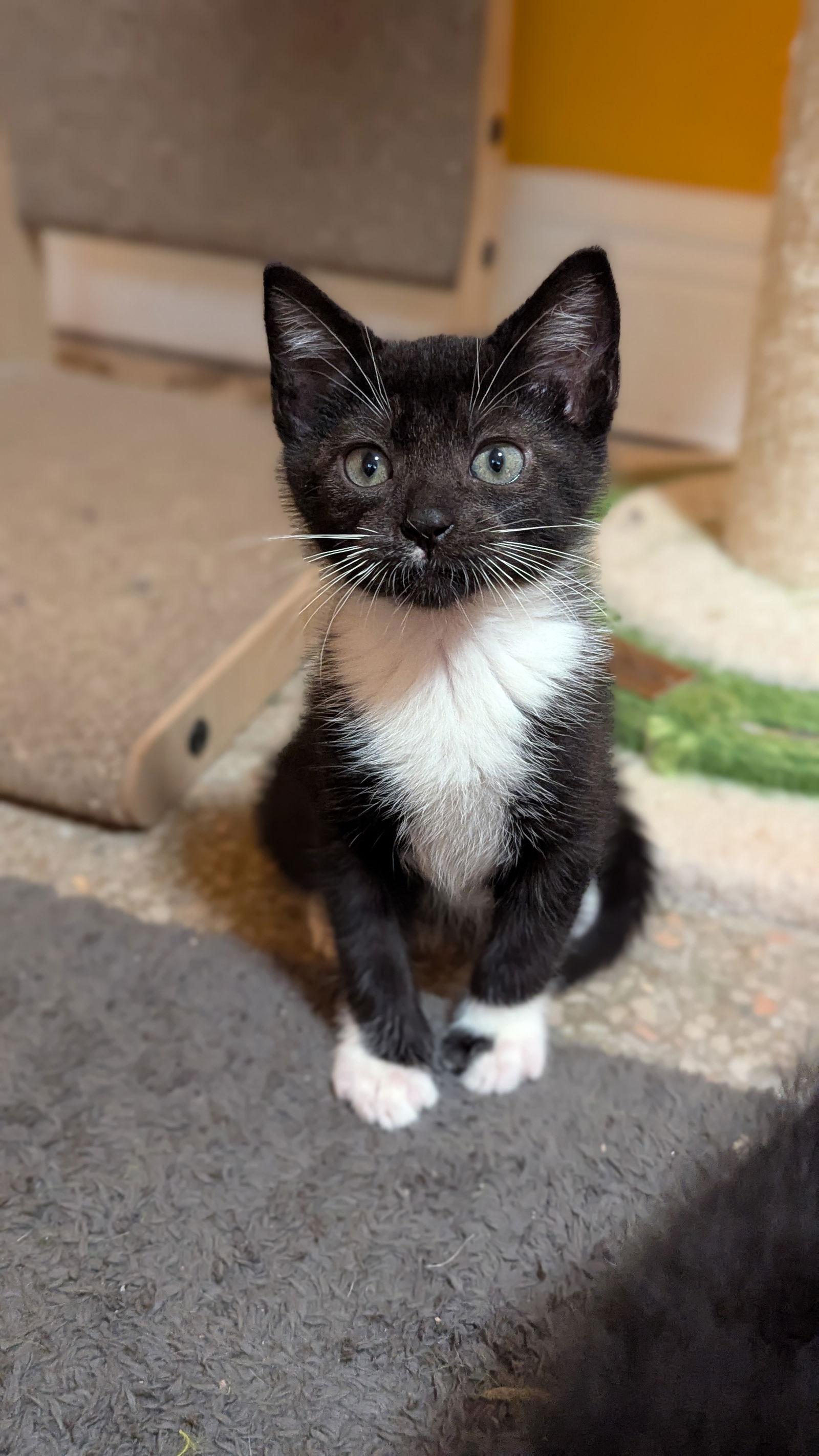Teton (2910), Adoptable, Kitten Male Tuxedo.