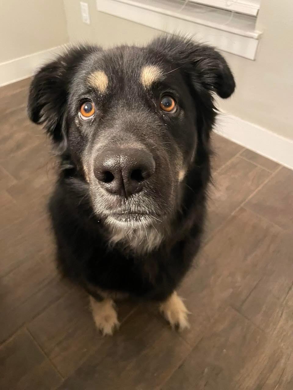 Oliver , ADOPTABLE, Young Male German Shepherd Dog & Black Labrador Retriever.
